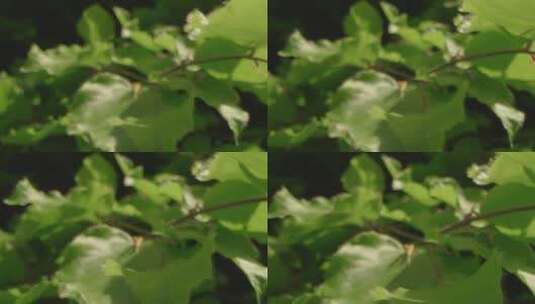 植物叶子的特写镜头高清在线视频素材下载
