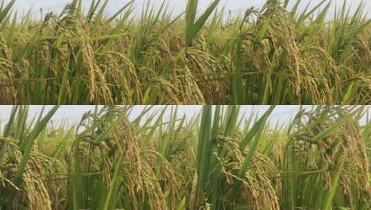 成熟的水稻高清在线视频素材下载