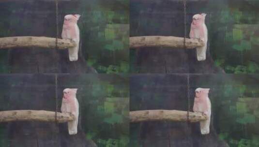 白色凤头鹦鹉大型鸟类保护动物羽毛高清在线视频素材下载