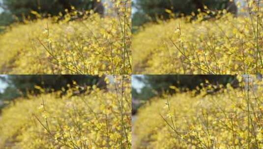 升格实拍唯美空镜北京初春在盛开连翘花丛高清在线视频素材下载