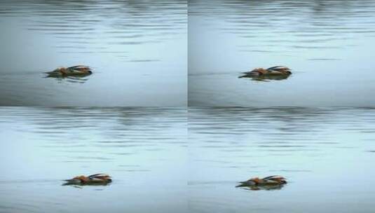 春天在湖水里游弋野生鸳鸯高清在线视频素材下载