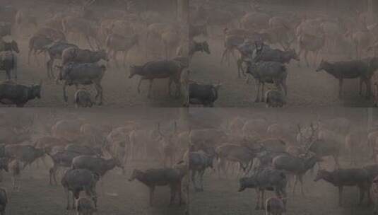 野生鹿群栖息活动素材高清在线视频素材下载
