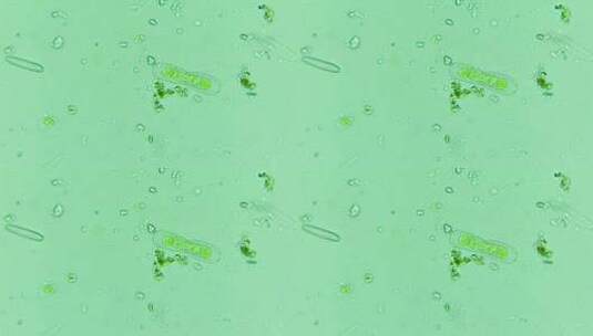 科研素材 微生物原生生物硅藻 2高清在线视频素材下载