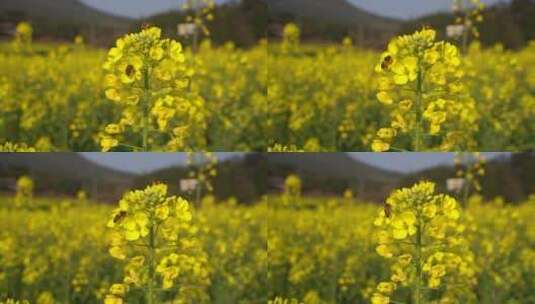 油菜花 蜜蜂采蜜 唯美油菜花高清在线视频素材下载