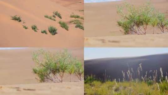 沙漠植物高清在线视频素材下载