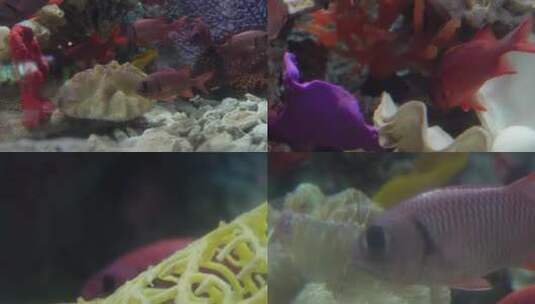 【镜头合集】红色大眼仔金鳞鱼海洋馆鱼类高清在线视频素材下载