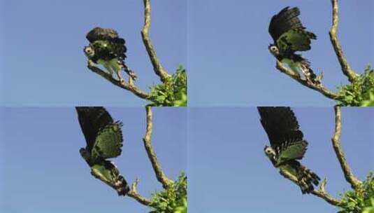 升格慢动作拍摄老鹰起飞捕捉猎物高清在线视频素材下载