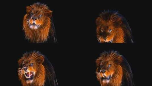 狮子 野兽 猛兽 雄狮 野生动物高清在线视频素材下载