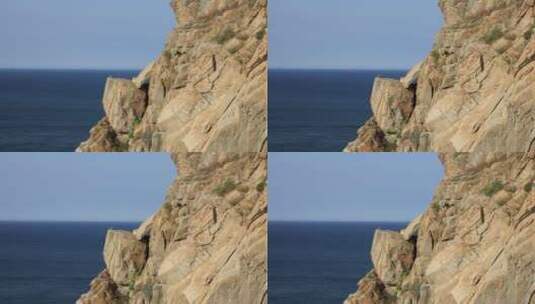 山东威海猫头山海边悬崖上的游隼高清在线视频素材下载