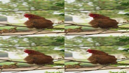 短视频竖屏农村场景母鸡空镜头高清在线视频素材下载