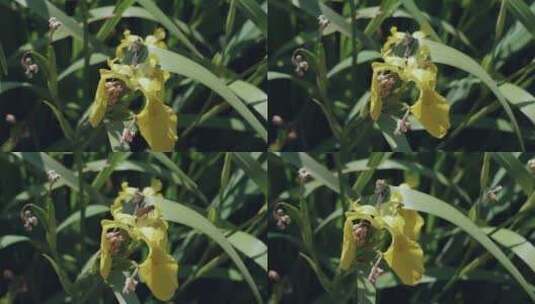 小蜜蜂采花片段高清在线视频素材下载