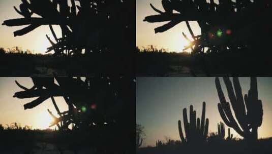 傍晚日落夕阳荒漠仙人掌剪影高清在线视频素材下载