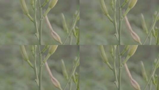 黄花菜成熟期摇镜头LOG高清在线视频素材下载