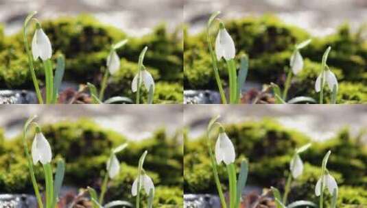 美丽的春天flowers-snowdrop高清在线视频素材下载