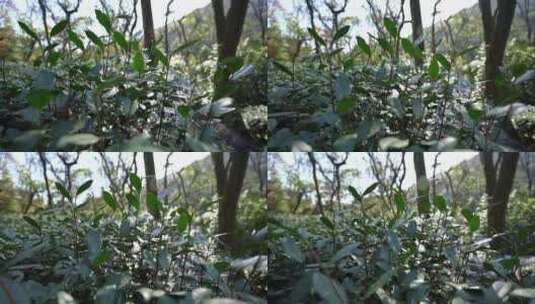 杭州西湖十景九溪烟树高清在线视频素材下载