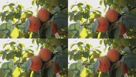 树上桃子果实的特写高清在线视频素材下载