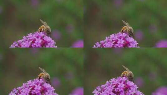 蜜蜂在柳叶马鞭草上采蜜高清在线视频素材下载