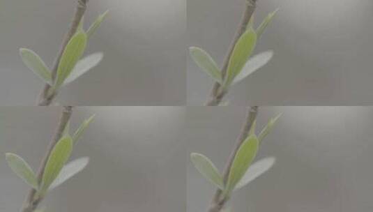 春天小区里的新绿LOG高清在线视频素材下载