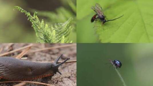 森林植物昆虫微距合集高清在线视频素材下载
