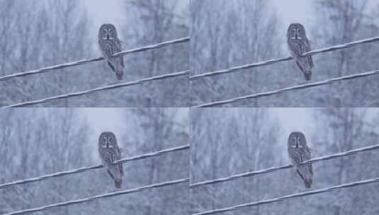 冰天雪地中电线上的猫头鹰高清在线视频素材下载