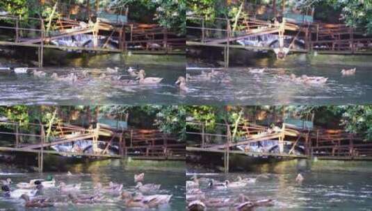 鸭子在河里玩耍高清在线视频素材下载