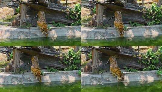 老虎在水边喝水高清在线视频素材下载
