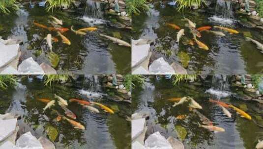 五颜六色的大锦鲤鱼在池塘里游行高清在线视频素材下载