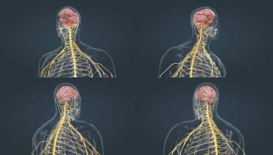 科普人体大脑神经边缘系统高清在线视频素材下载