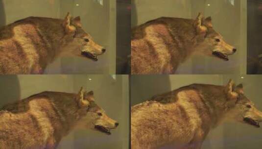 狐狸狼犬科野兽标本高清在线视频素材下载