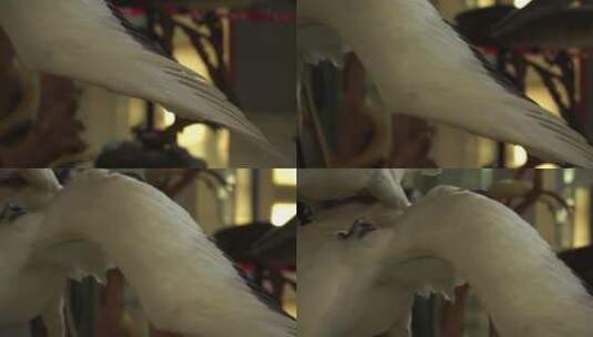 仙鹤白鹤保护动物鸟类标本高清在线视频素材下载
