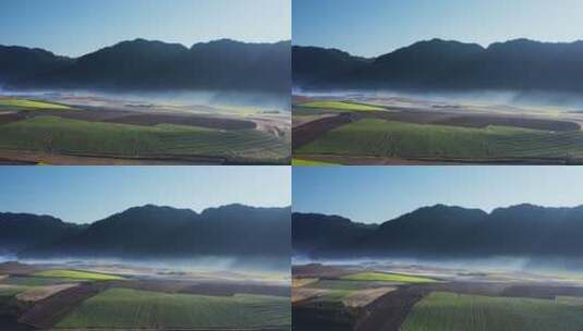 清晨薄雾中金黄的油菜花田地高清在线视频素材下载