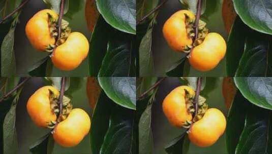 挂着果子的柿子树高清在线视频素材下载