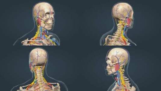 医学人体三维骨骼动画运动系统人骨骨架高清在线视频素材下载