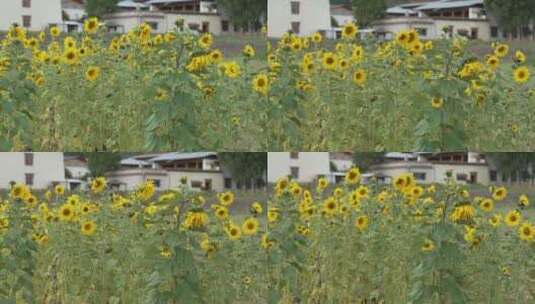 【精品】向日葵向阳花高清在线视频素材下载