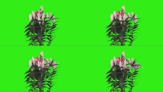 盛开的粉红色百合花蕾绿色屏风高清在线视频素材下载
