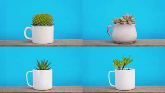 杯子、碗和茶壶中生长的室内植物停止运动高清在线视频素材下载