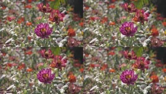 户外 野外 植物 自然 绿色 桂花 秋天叶子高清在线视频素材下载