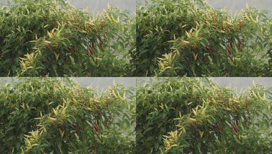 盆栽的辣椒24高清在线视频素材下载