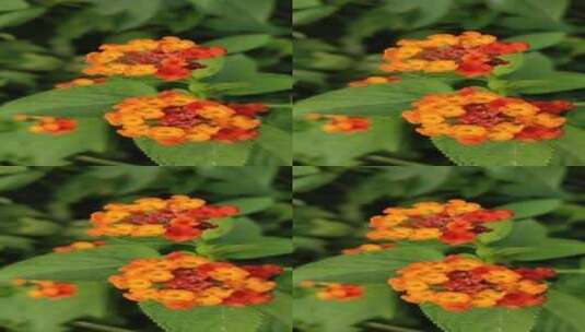 橙色花朵高清在线视频素材下载