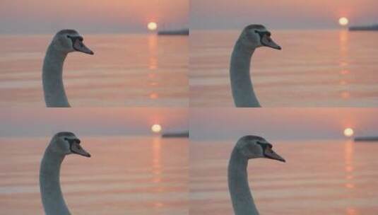 夕阳下海边的天鹅高清在线视频素材下载