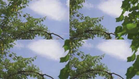 阳光树叶云彩高清在线视频素材下载