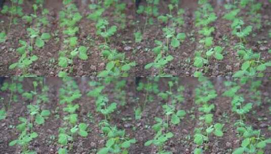慢镜头微风与细雨中茁壮生长的豌豆苗农田高清在线视频素材下载