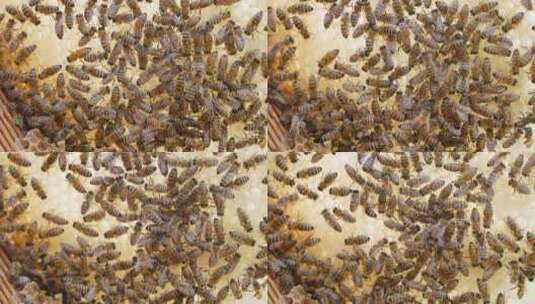 蜂巢里蜂蜡密密麻麻爬满了蜜蜂特写高清在线视频素材下载