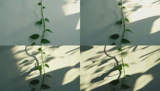 阳光植物光影变化绿萝叶子阴影延时时间流逝高清在线视频素材下载
