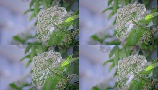 春天春暖花开樱花石楠花植物视频高清在线视频素材下载