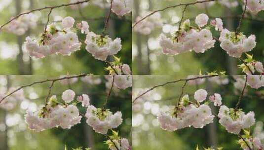 樱花-晚樱-17高清在线视频素材下载