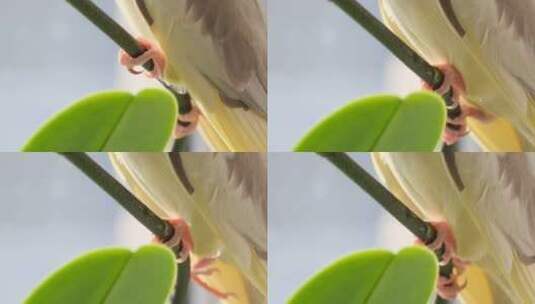 鹦鹉坐在花枝上高清在线视频素材下载