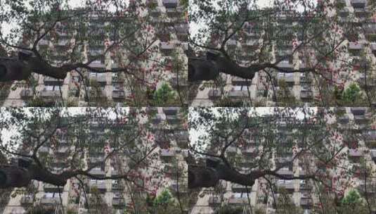 重庆鹅岭公园的花高清在线视频素材下载
