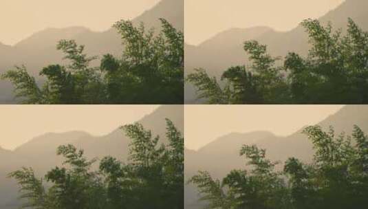 日落时风中摇曳的竹林高清在线视频素材下载