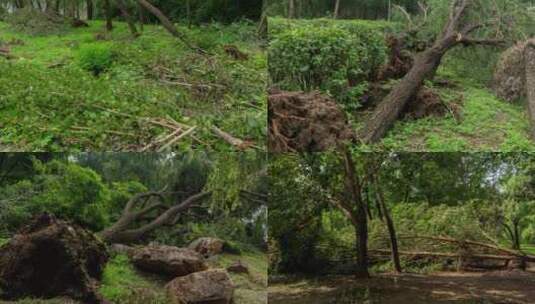 暴雨狂风后吹倒的树木高清在线视频素材下载